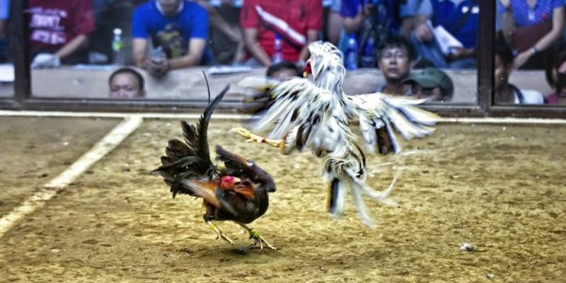 kuwin2 qq88 bắn cá