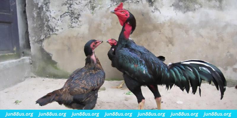 kuwin2 casino hồ tràm có cho người việt vào không
